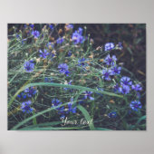 コーンフラワーフィールド ポスター (正面)