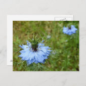 コーンフラワーポストカード ポストカード (正面/裏面)