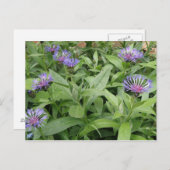 コーンフラワーポストカード ポストカード (正面/裏面)