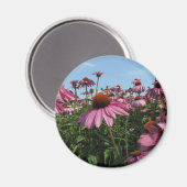 コーンフラワーマグネット マグネット (正面/裏面)