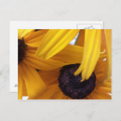 コーンフラワー1 ポストカード (正面/裏面)