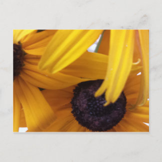 コーンフラワー1 ポストカード