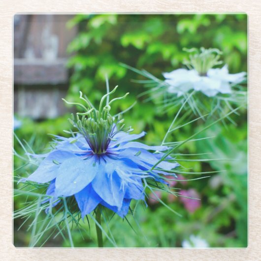 コーンフラワー ガラスコースター (正面)