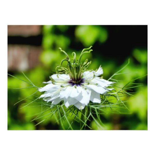 コーンフラワー フォトプリント            (正面)