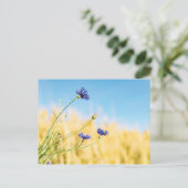 コーンフラワー ポストカード (スタンド正面)