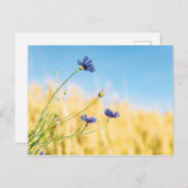 コーンフラワー ポストカード (正面/裏面)