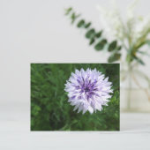 コーンフラワー ポストカード (スタンド正面)