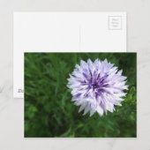 コーンフラワー ポストカード (正面/裏面)