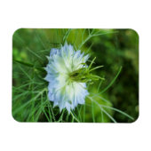 コーンフラワー マグネット (横)