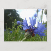 コーンフラワーDIYポストカードのLadybugs会議 ポストカード (正面)