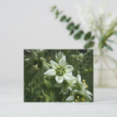 コーンリリー ポストカード (スタンド正面)