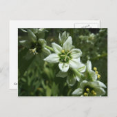 コーンリリー ポストカード (正面/裏面)