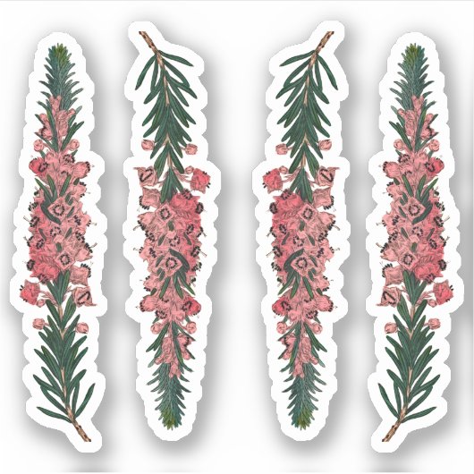 コーンワルの4つのせん毛(エリカ迷走者) – 輪郭 シール (正面)