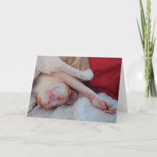 コーンワルレックス猫 シーズンカード