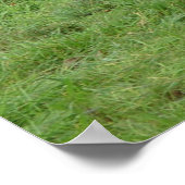 コーン荷車を引く畑の前のベルギーの馬 ポスター (角)