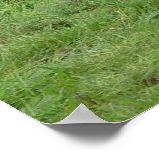 コーン荷車を引く畑の前のベルギーの馬 ポスター (角)