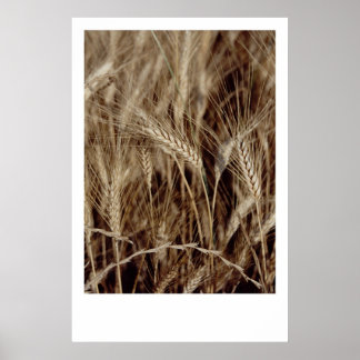 コーン ポスター