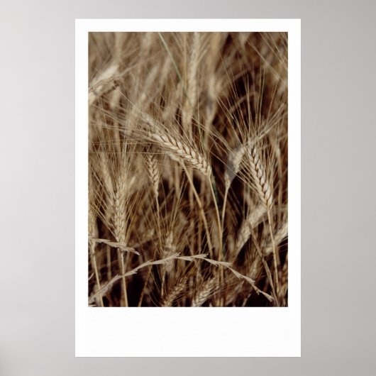 コーン ポスター (正面)