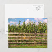 コーン ポストカード (正面/裏面)