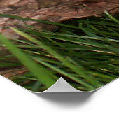 ゴアキャットのポスター ポスター (角)