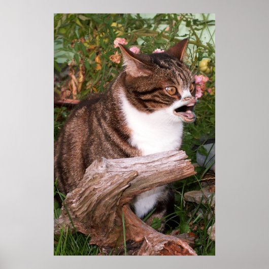 ゴアキャットのポスター ポスター (正面)