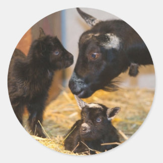 ゴアティ ラウンドシール