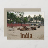 ゴア・インドのビーチの家畜 ポストカード (正面/裏面)