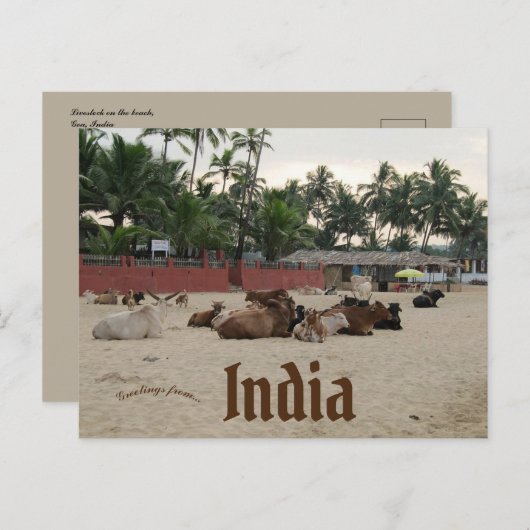 ゴア・インドのビーチの家畜 ポストカード (正面/裏面)