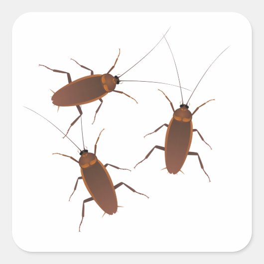 ゴキブリ昆虫 スクエアシール (正面)