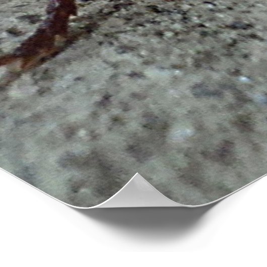 ゴキブリ ポスター (角)