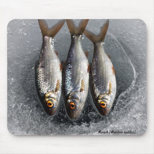 ゴキブリ マウスパッド (正面)