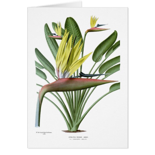 ゴクラクチョウカ属のreginae (正面)