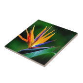 ゴクラクチョウカ属。 花極楽鳥 タイル (側面)