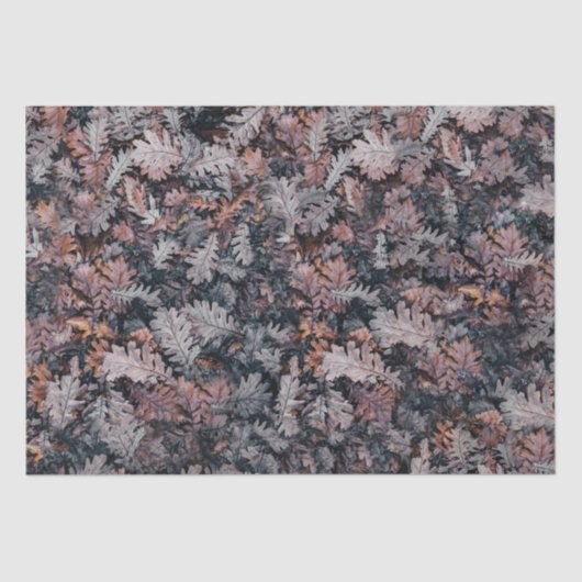 ゴシッククリーピーコージー秋ナイト紅葉 薄葉紙 (正面)