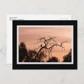ゴシック様式の鳥のドラマチックな夕日の木 ポストカード (正面/裏面)