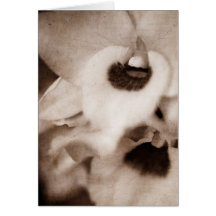 ゴシック様式蘭-カード