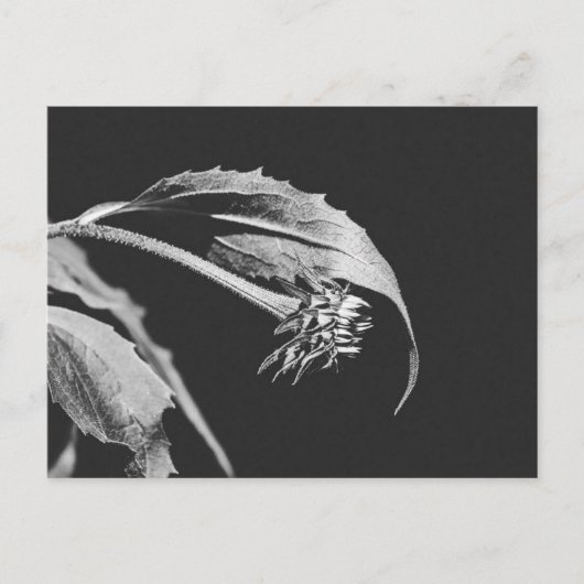 ゴシック風萎れた花の写真複製 ポストカード (正面)