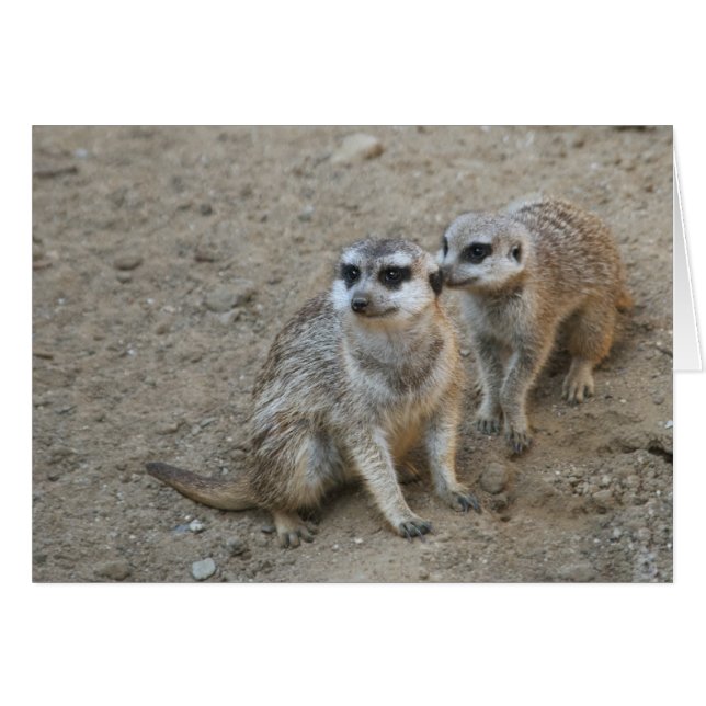 ゴシップカード (正面横)