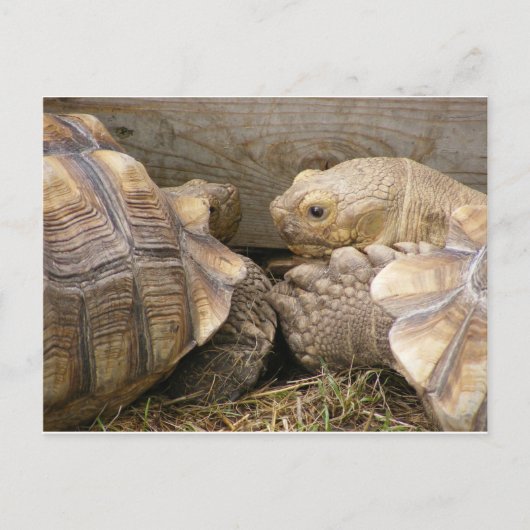 ゴシップス ポストカード (正面)