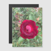 ゴシップバラ磁石 (正面/裏面)