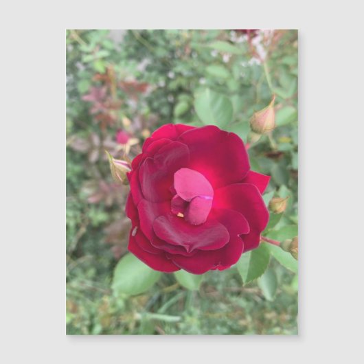 ゴシップバラ磁石 (正面)