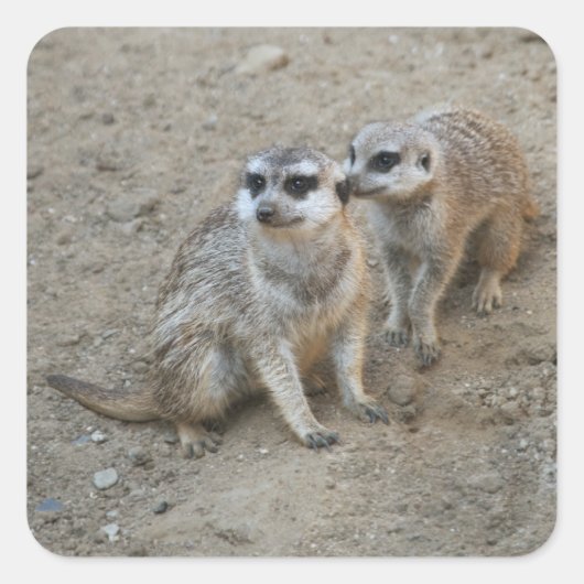 ゴシップ・ステッカー スクエアシール (正面)