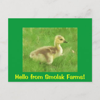 ゴスリングはがき ポストカード