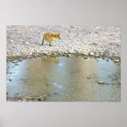 ゴスリング写真ポスター ポスター (正面)