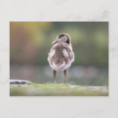 ゴスリング自然写真 ポストカード (正面)