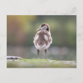 ゴスリング自然写真 ポストカード
