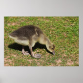 ゴスリング ポスター (正面)