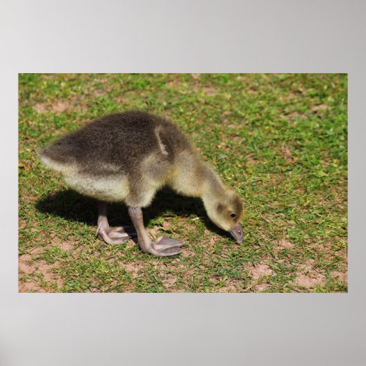 ゴスリング ポスター (正面)