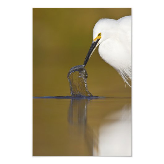 ゴッチャ フォトプリント            (正面)