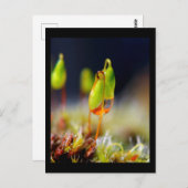 ゴットダウ» ポストカード (正面/裏面)